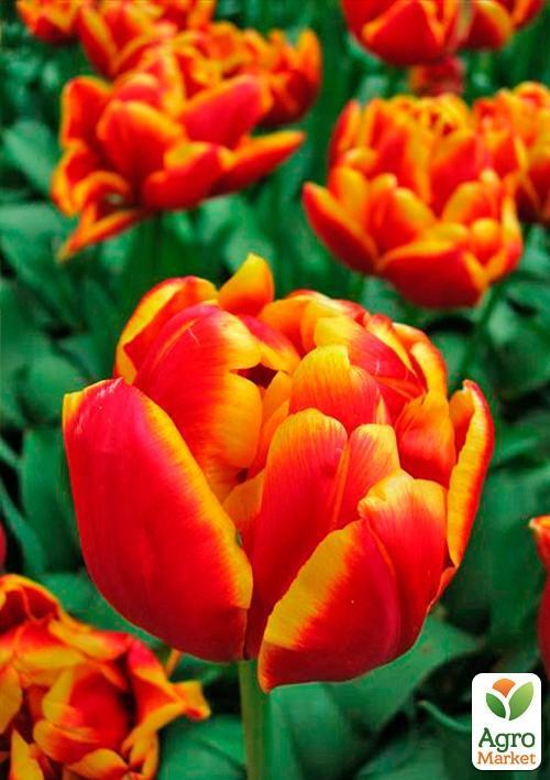 Тюльпан "Cilesta" (розмір 11/12, великий) 3шт в упаковці