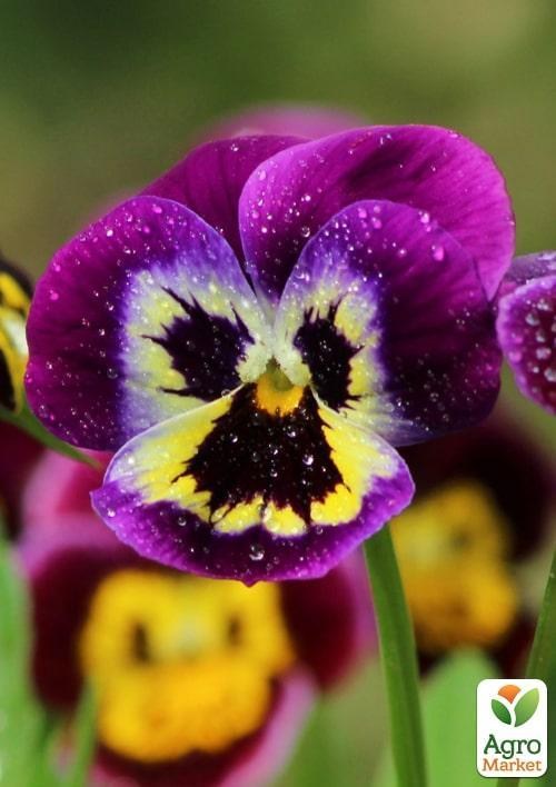 Віола (Viola Wittrokiana) "Red Wings"