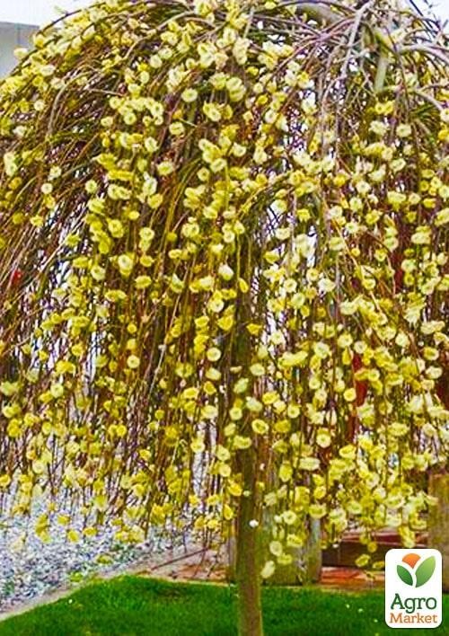 Ива плакучая на штамбе "Kilmarnock" (высота 150-180см) - фото 3