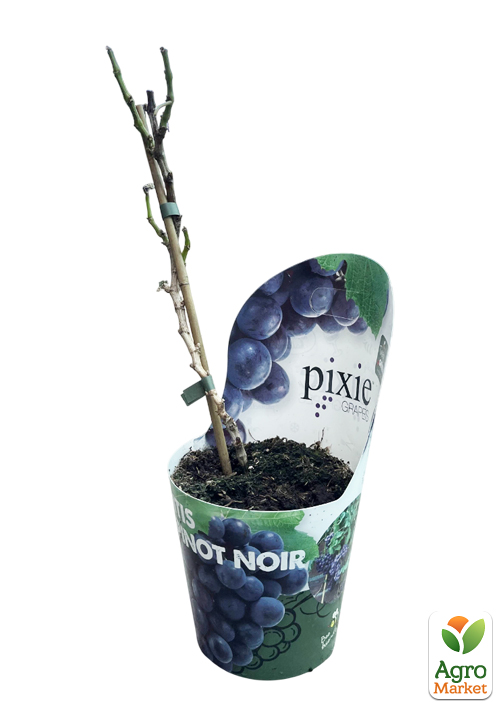 LMTD Виноград "Pinot Noir" (сортовой, укорененный) - фото 2