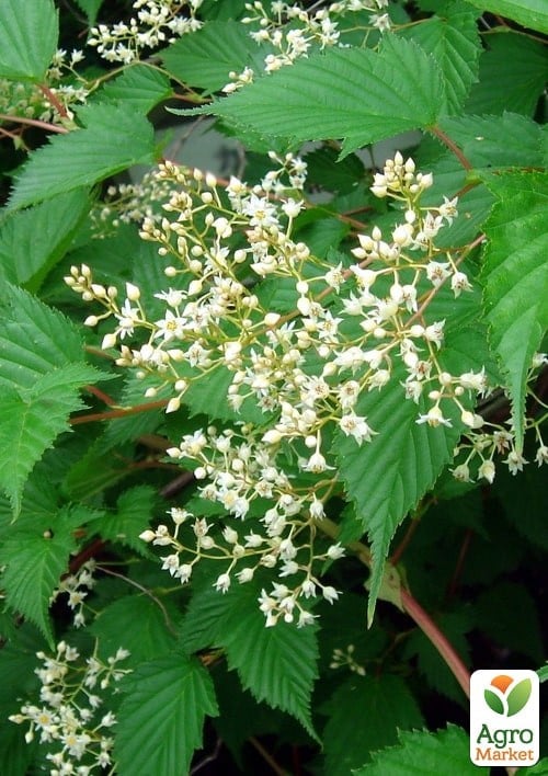 Стефанандра 3-х летняя "Tanakae" С5, высота 30-40см - фото 3