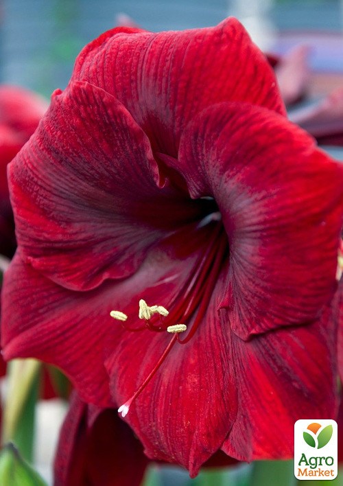 Гиппеаструм простой "Mandela" (Амариллис) 