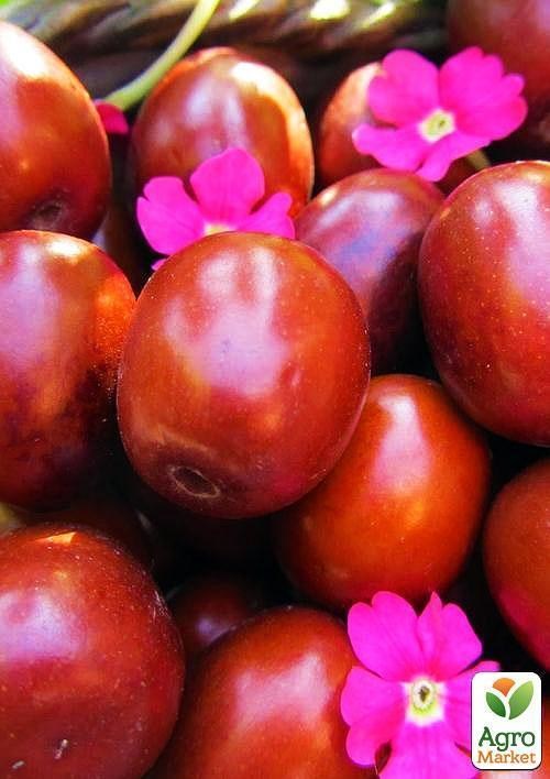 Зизифус опылитель (возраст 2 года)