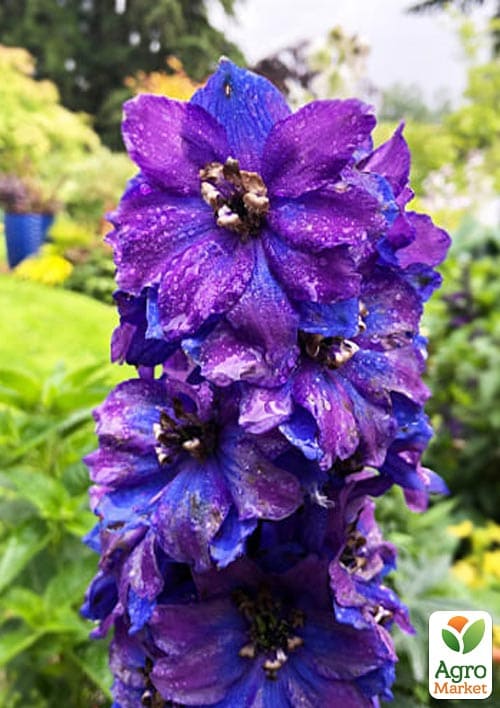 Дельфиниум гибридный "Dark Blue Dark Bee" - фото 6