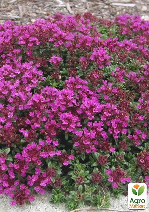 Чебрець "Creeping Red"