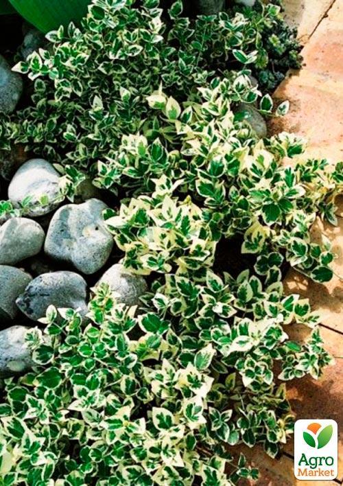 Бересклет Форчун "Emeral Gaiety" - фото 5