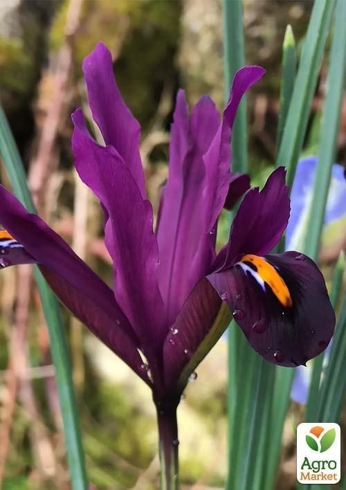 Ірис морозостійкий "J.S. Dijt" (розмір 5/6, середній) 5шт в упаковці