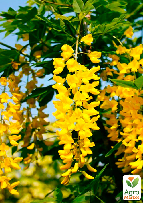 Бобовник анагиролистный "Golden Rain"  - фото 5