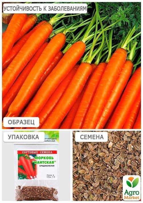 Морква "Нантська" (Зипер) ТМ "Весна" 5г - фото 3