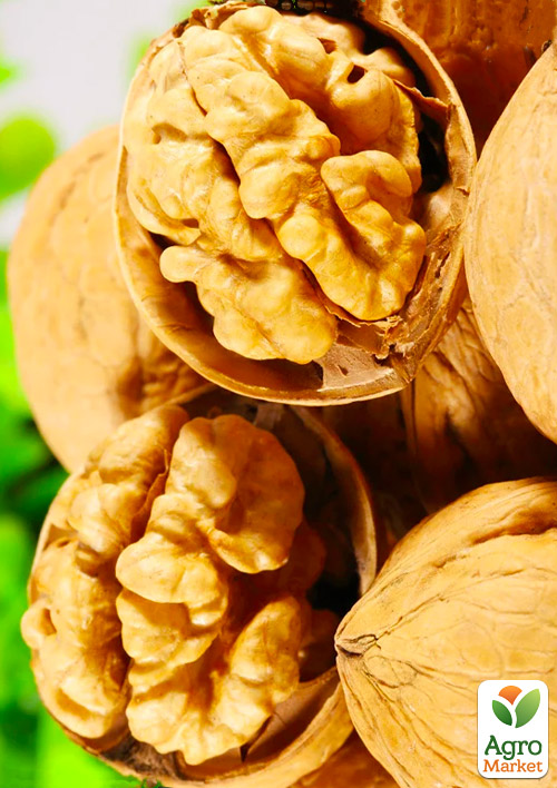 Грецкий орех "Буковинский 1" (среднеспелый срок созревания)