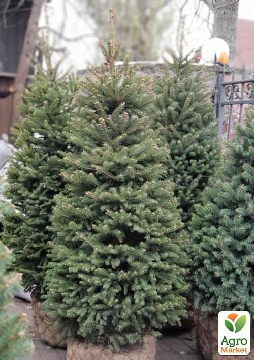 Ялина зелена "Kaibab" (від 125 до 150 см)