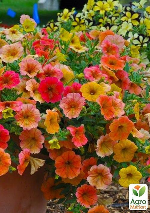 Петуния Cascadias "Indian Summer" (контейнер №10, высота 10-15см) - фото 4