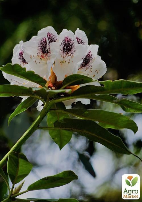 Рододендрон "Calsap" 4-х летний (белый) - фото 2