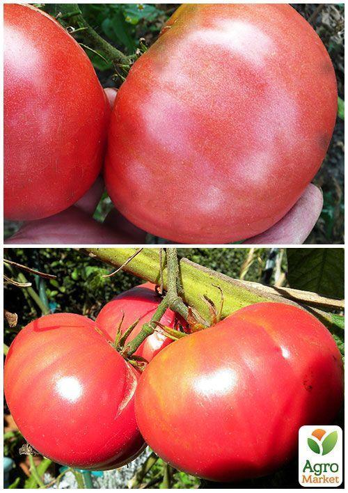 На развес Томат "Розовый гигант" ТМ "Весна" цена за 1г - фото 3