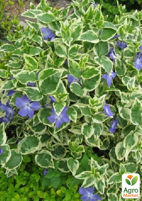 Барвинок пестролистный "Argenteovariegata" (эффектный почвопокровный многолетник)