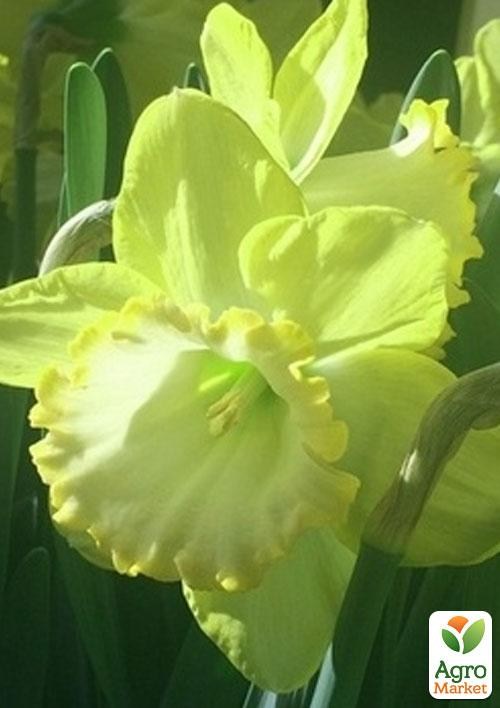 Нарцисс "Alexis Beauty" 2шт в упаковке