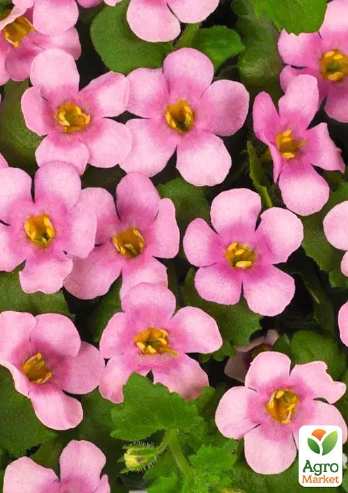 Бакопа F1 "Пинктопия" ТМ "Vesna Exclusive" 3шт - фото 2