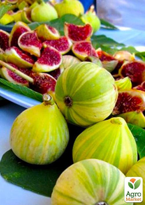 Инжир полосатый "Панч" (Panache) - фото 2