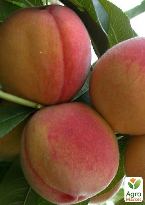 Персик колоновидный "Пандора" (медовое послевкусие, средний срок созревания) - фото 2