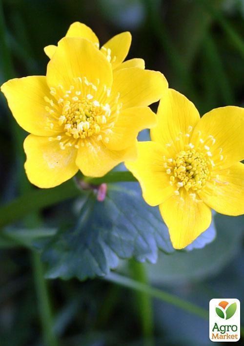 калюжниця болотна - фото 4