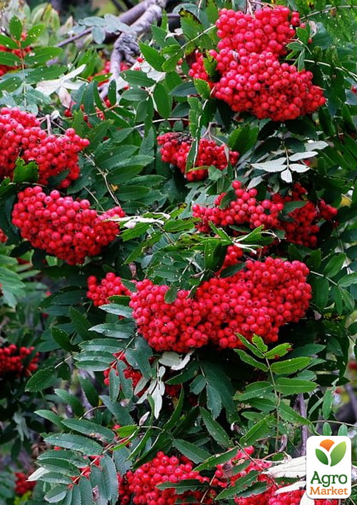 Рябина десертная "Бусинка"