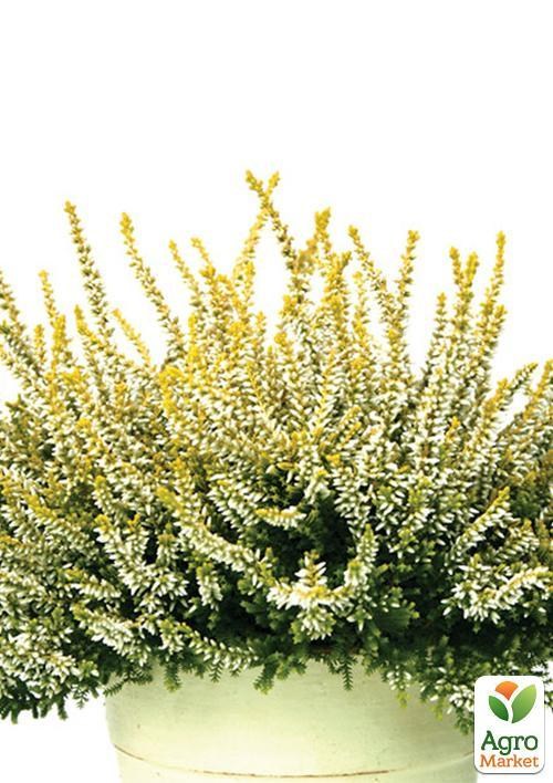 Верес звичайний "Anouk"