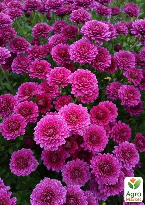 Хризантема мультифлора куляста "Staviski Purple" - фото 4