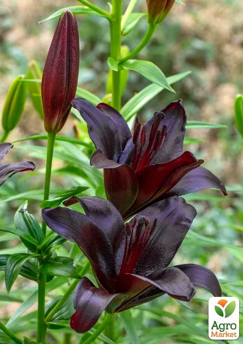 Лилия "Nightrider"  - фото 4