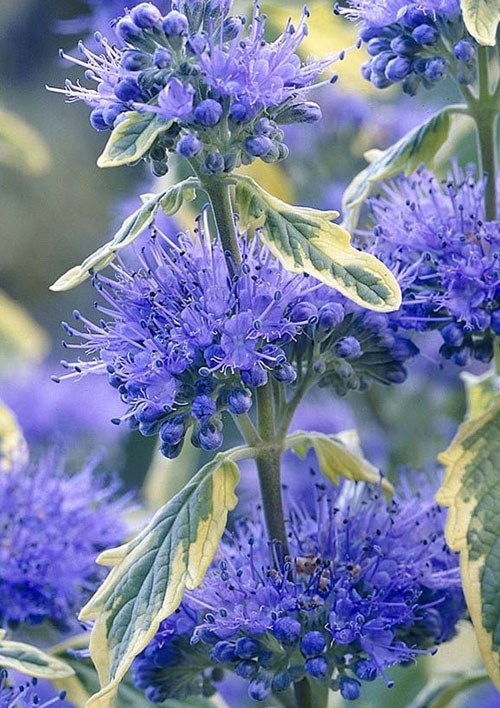 Каріоптеріс "White Surprise"