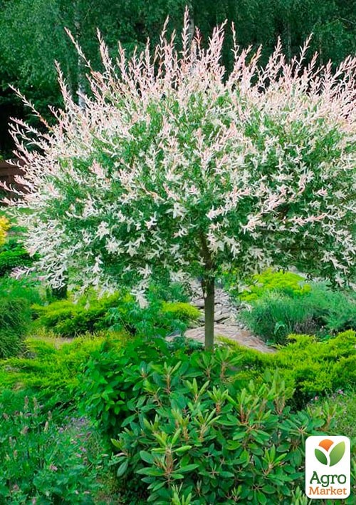 Ива на штамбе "Hakuro-nishiki" (высота 80-100см) - фото 4