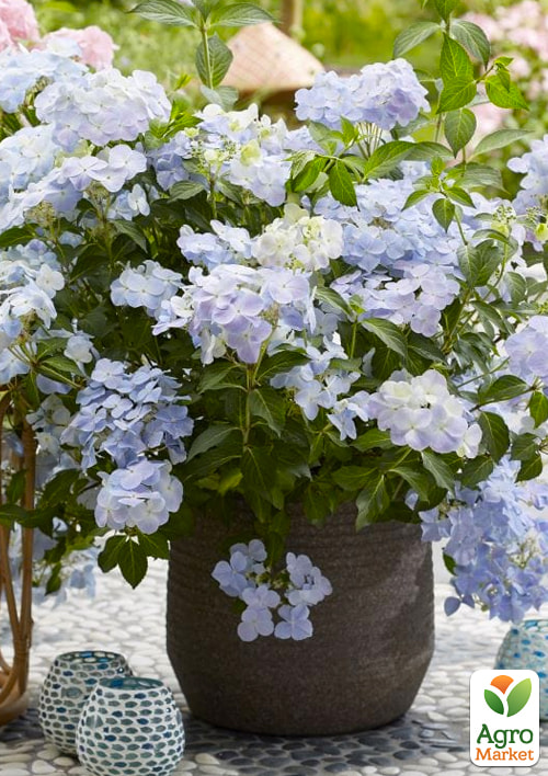 Гортензія ампельна "French Bolero" - фото 3