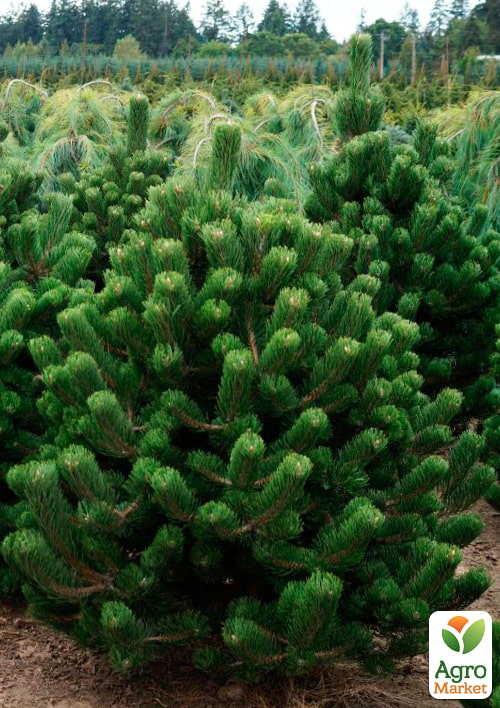 Сосна черная "Oregon Green" (ком/сетка), высота 170-190см