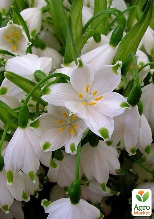 Белоцветник Aestivum