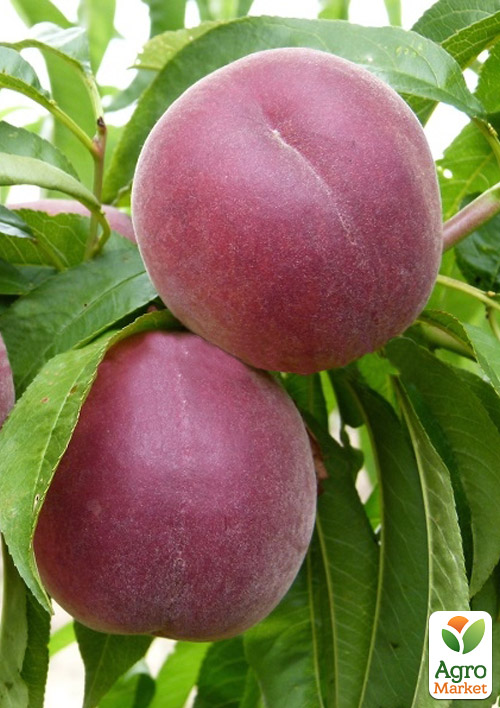 Персик "Роял Глори"