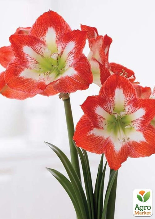 Гиппеаструм простой "Mambo" (Амариллис)  - фото 2