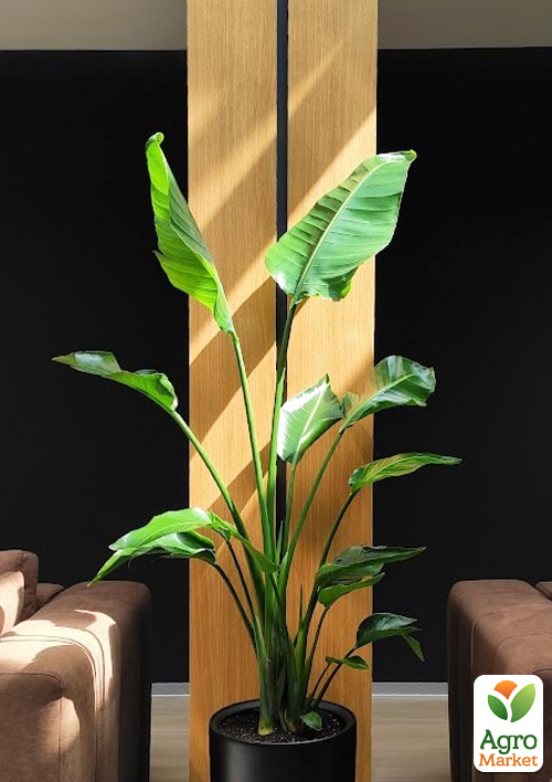 Стрелиция Гигантская "Nicolai" (высота 40-50см) - фото 8