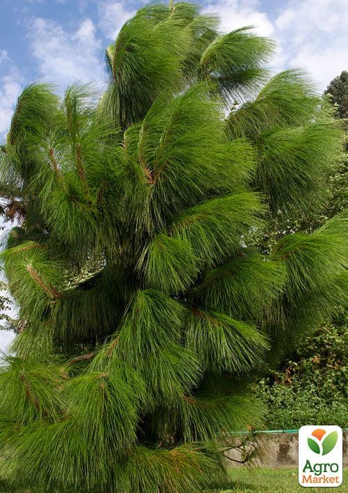 Сосна Юннаньская "Yunnanensis" ( горшок P9) - фото 2