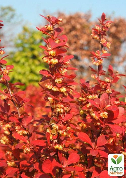 Барбарис Тунберга "Orange Rocket" (контейнер P9) - фото 5