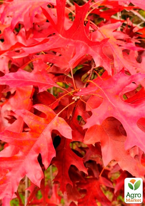 Дуб яскраво-червоний "Quercus rubra" (стійкий до шкідників і хвороб) висота 20-50см - фото 2