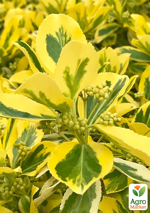 Бересклет Японский "Aureomarginata"