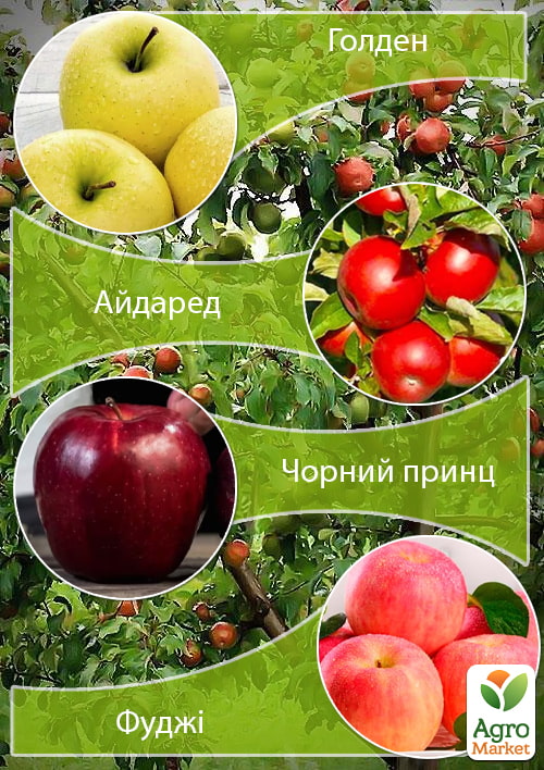 Дерево-сад Яблоня "Голден+Айдаред+Черный принц+Фуджи" 