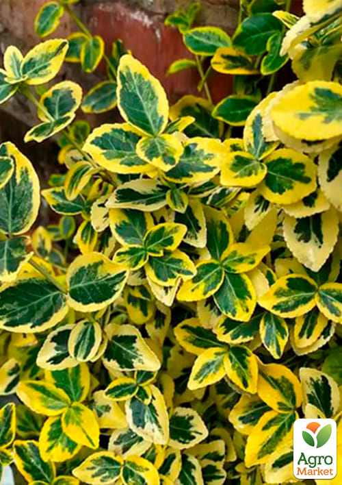 Бересклет Форчун "Emeral Gold" - фото 5