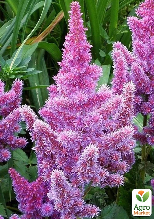 Астильба "Pumila" 