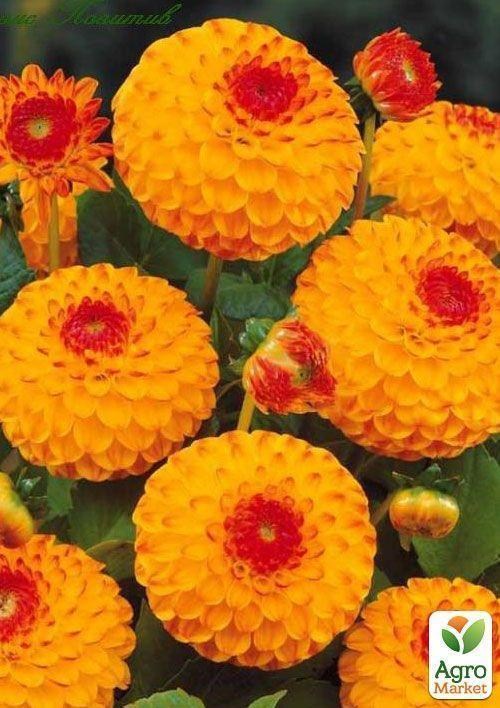 Жоржина "Glow"