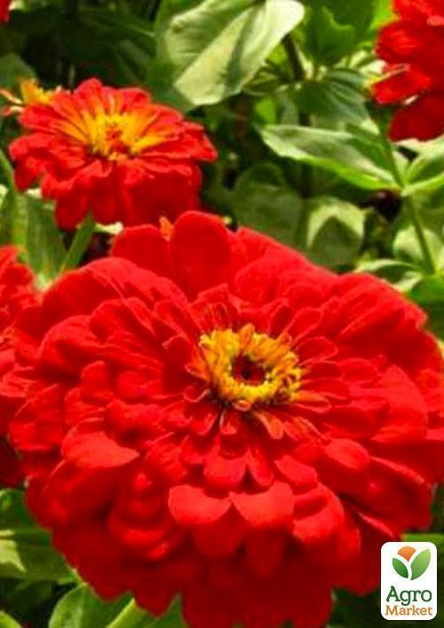 Цинния красная (Зипер) ТМ "Весна" 2г - фото 3