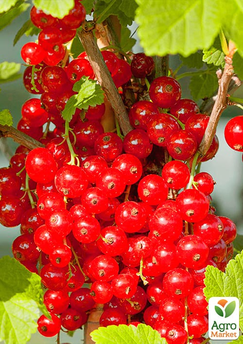 Порічка (смородина) червона "Наталі" (середнього терміну дозрівання) - фото 2