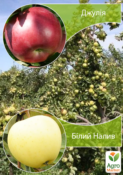 Дерево-сад Яблуня "Джулія+Білий Налив"