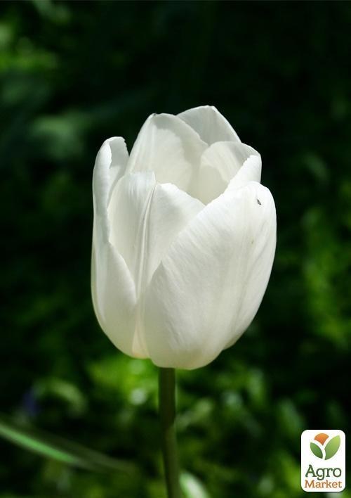 Тюльпан "Maureen" (размер 11/12 , крупный) 3шт в упаковке