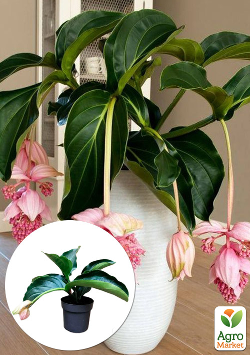 Медінілла «Magnifica»