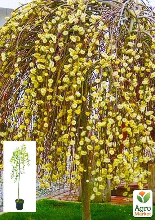 Ива плакучая на штамбе "Kilmarnock" (высота 150-180см)